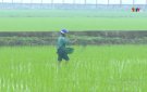 Hướng dẫn các biện pháp chăm sóc và phòng trừ sâu bệnh cho cây lúa vụ Mùa 2024