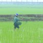 Hướng dẫn các biện pháp chăm sóc và phòng trừ sâu bệnh cho cây lúa vụ Mùa 2024